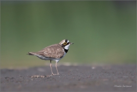 <p>KULÍK ŘÍČNÍ (Charadrius dubius) Varnsdorf ---- /Little ringed plover - Flussregenpfeifer/</p>